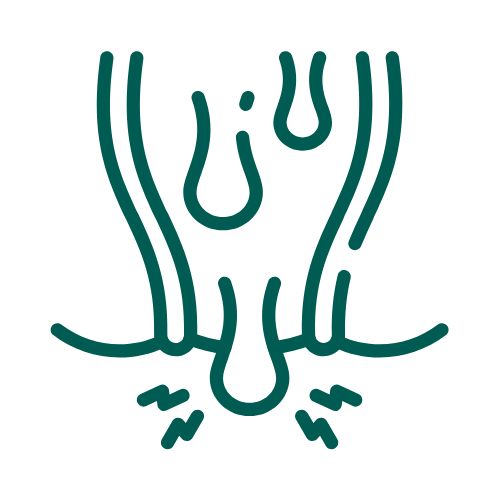 Αιμορροϊδική Νόσος